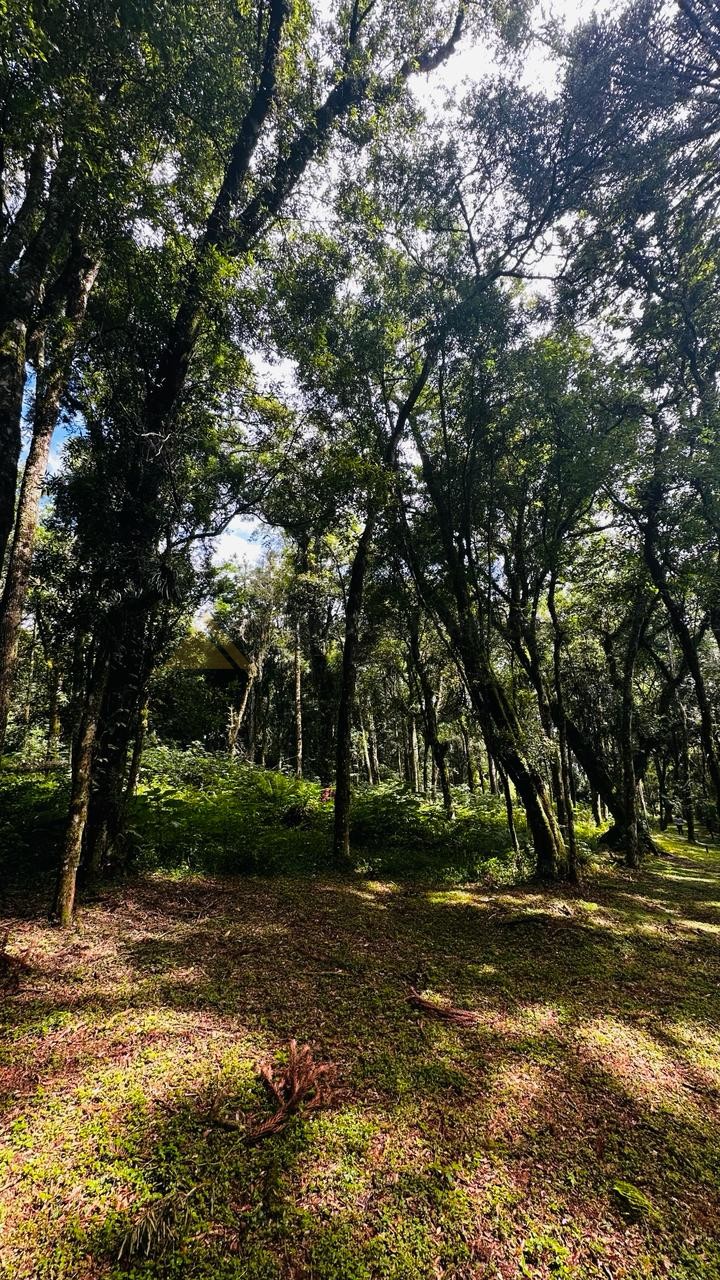 Terreno para Venda no bairro Linha Imperial em Nova Petrópolis