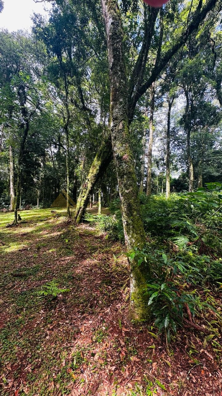 Terreno para Venda no bairro Linha Imperial em Nova Petrópolis