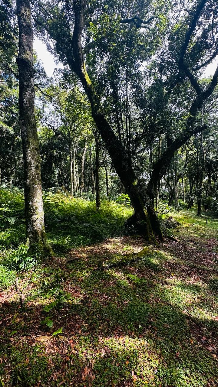 Terreno para Venda no bairro Linha Imperial em Nova Petrópolis