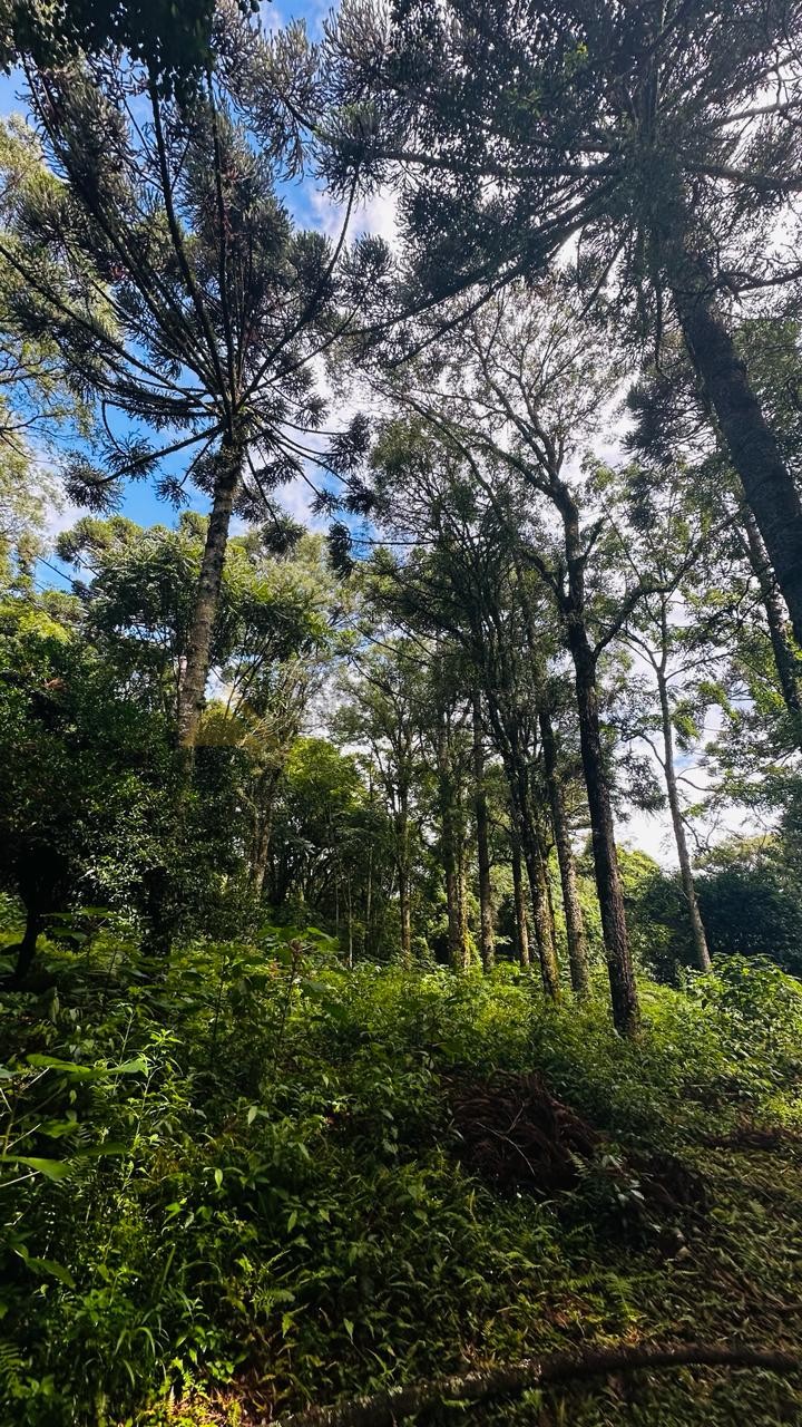 Terreno para Venda no bairro Linha Imperial em Nova Petrópolis