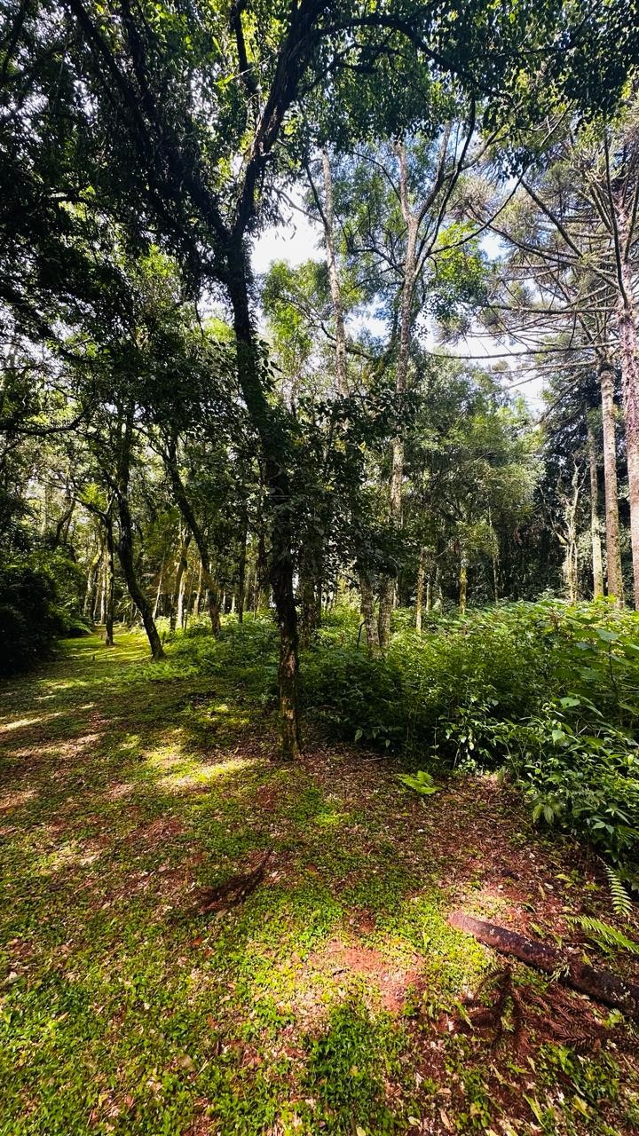 Terreno para Venda no bairro Linha Imperial em Nova Petrópolis