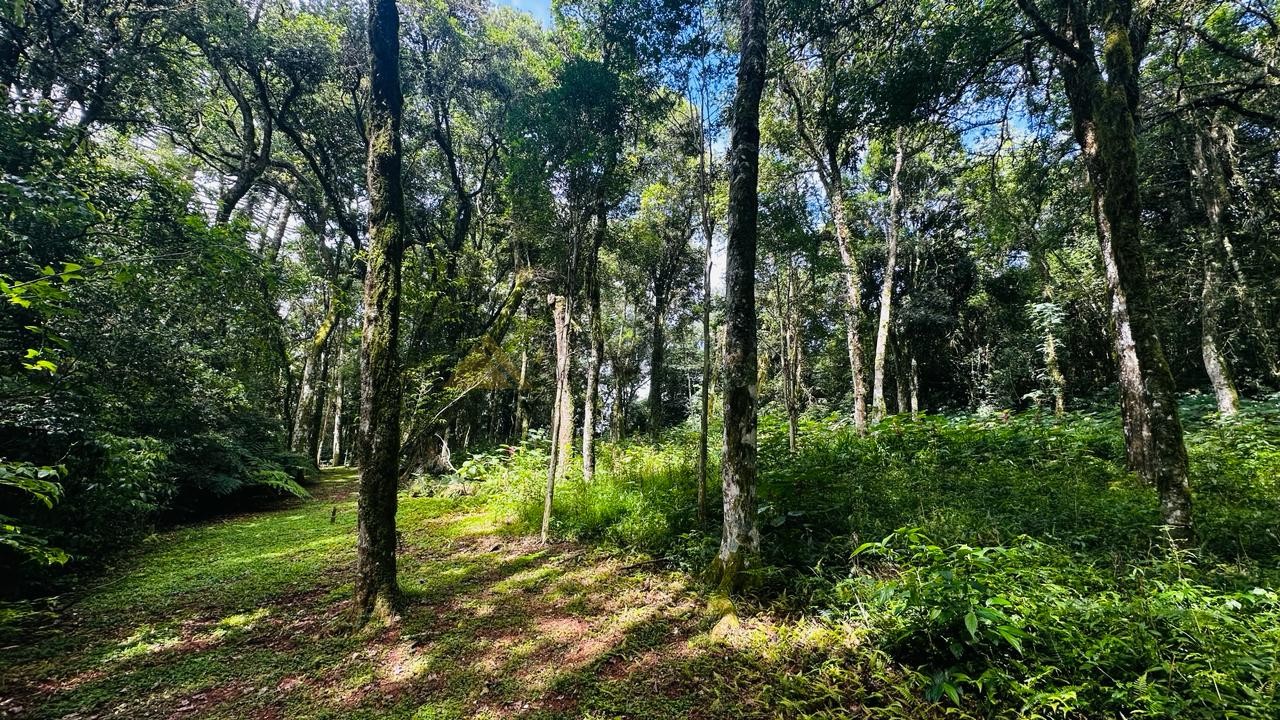 Terreno para Venda no bairro Linha Imperial em Nova Petrópolis