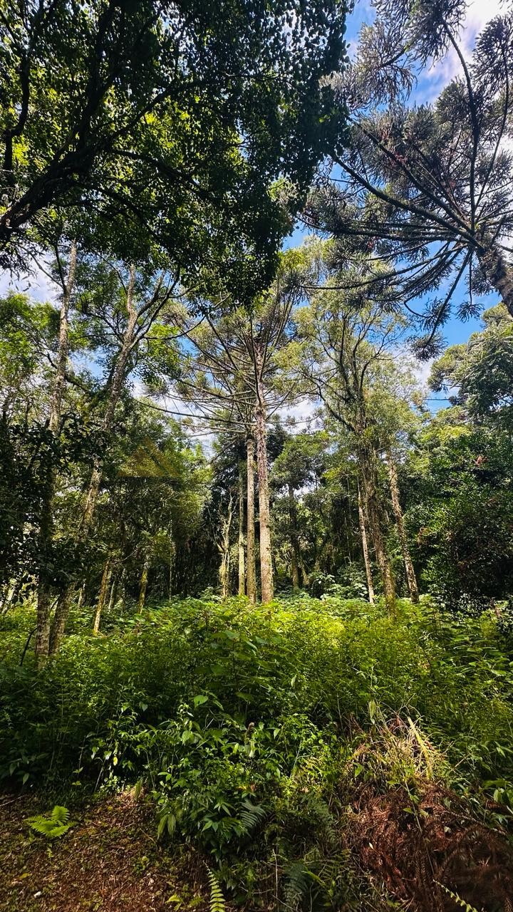 Terreno para Venda no bairro Linha Imperial em Nova Petrópolis