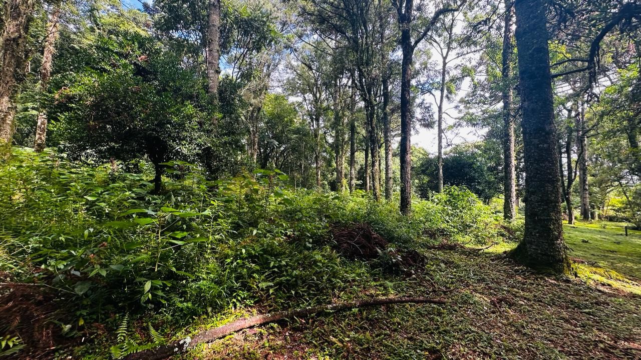 Terreno para Venda no bairro Linha Imperial em Nova Petrópolis