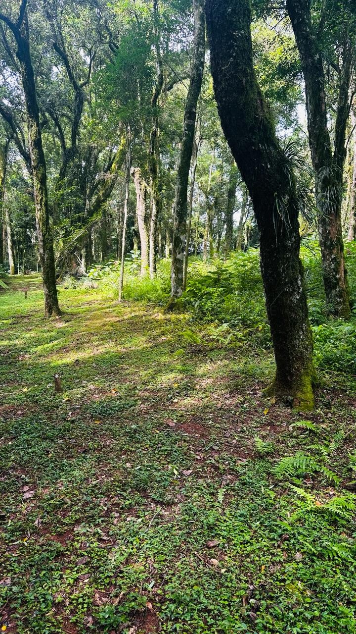 Terreno para Venda no bairro Linha Imperial em Nova Petrópolis