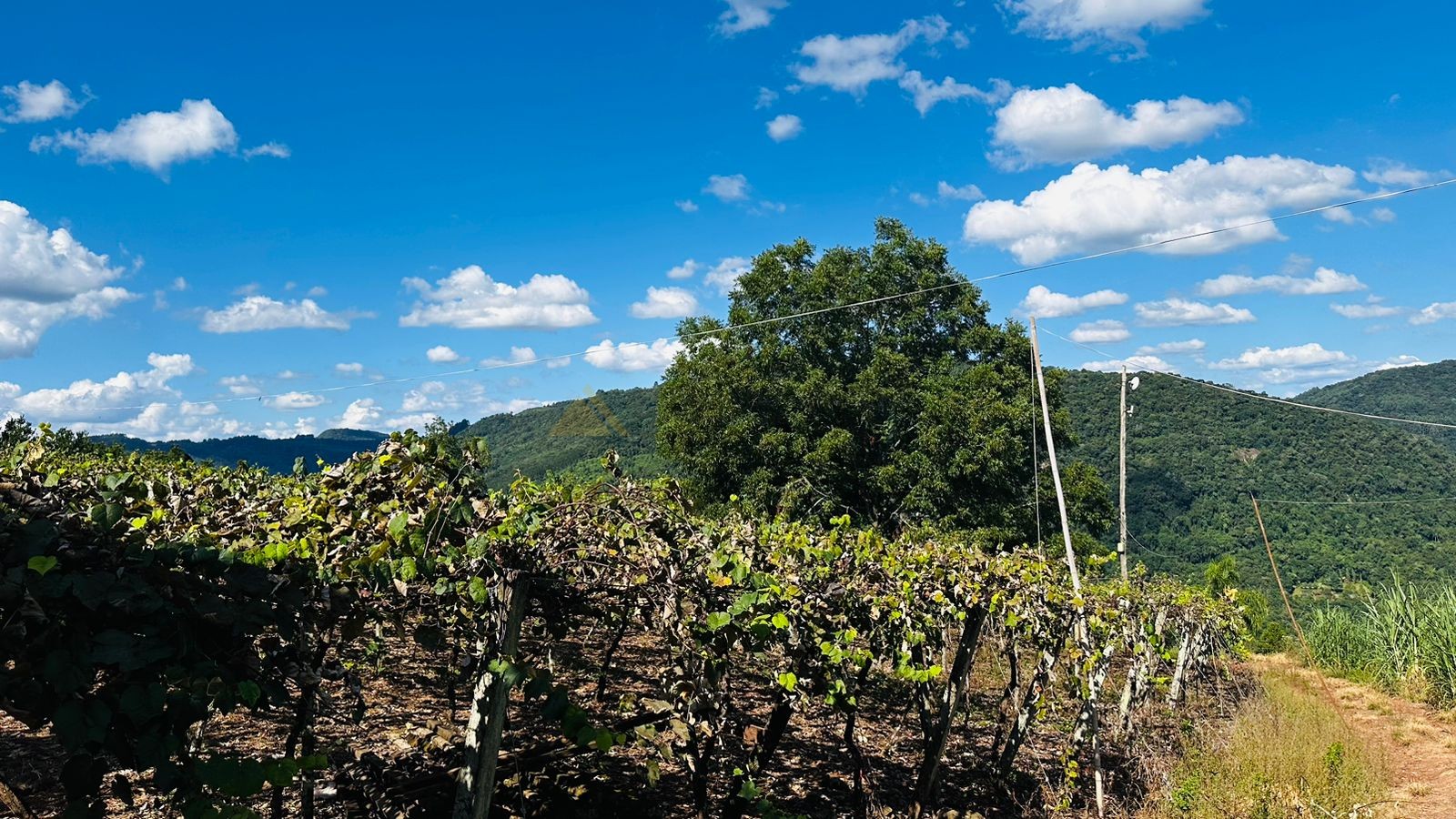 Sítio / Chácara para Venda no bairro Morro Hansen em Picada Café
