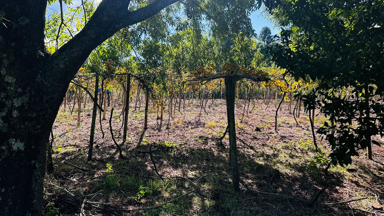 Sítio / Chácara para Venda no bairro Morro Hansen em Picada Café