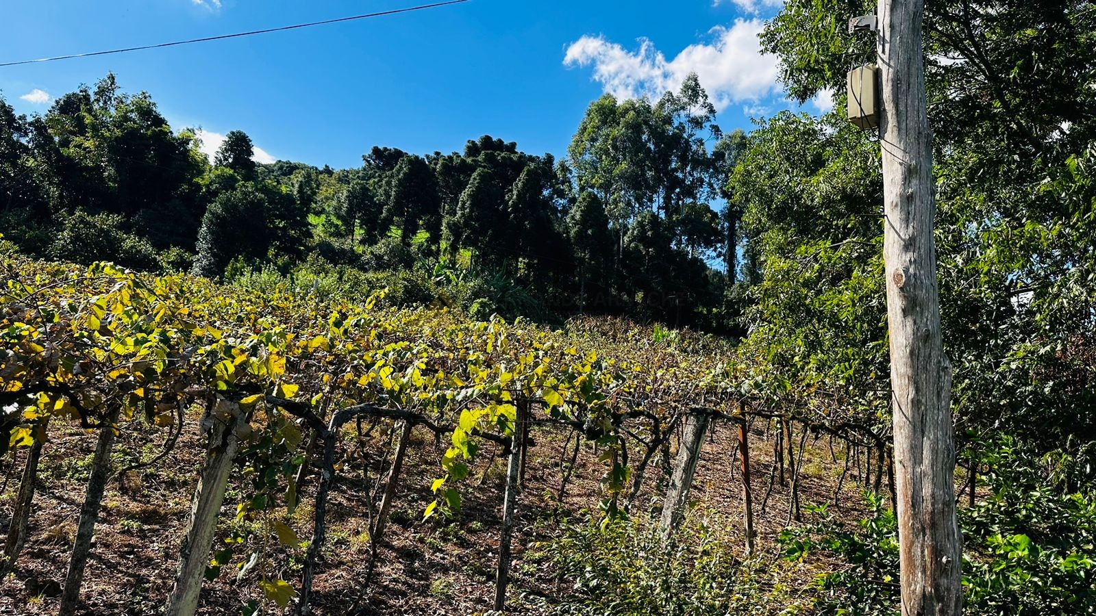Sítio / Chácara para Venda no bairro Morro Hansen em Picada Café