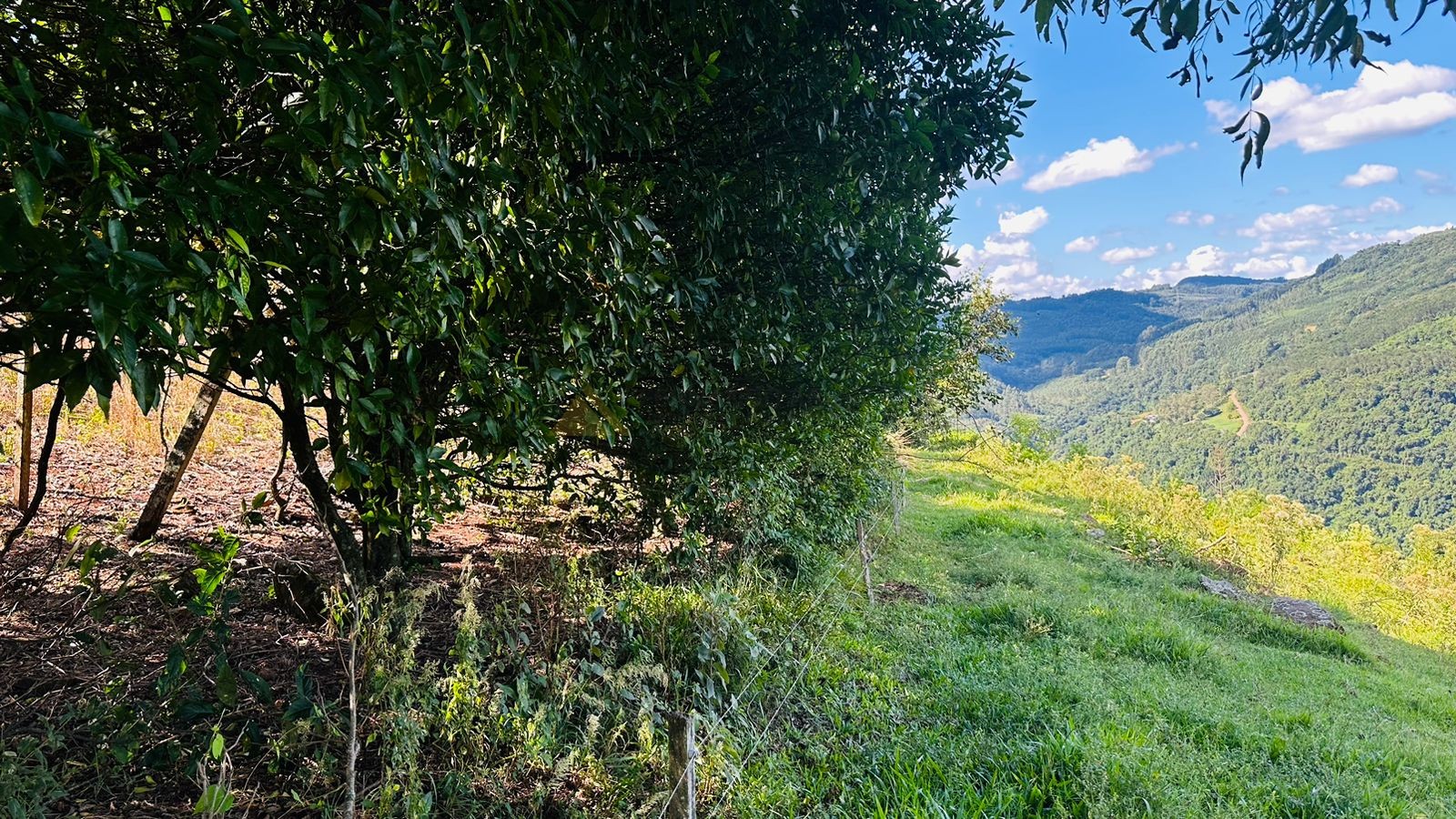 Sítio / Chácara para Venda no bairro Morro Hansen em Picada Café