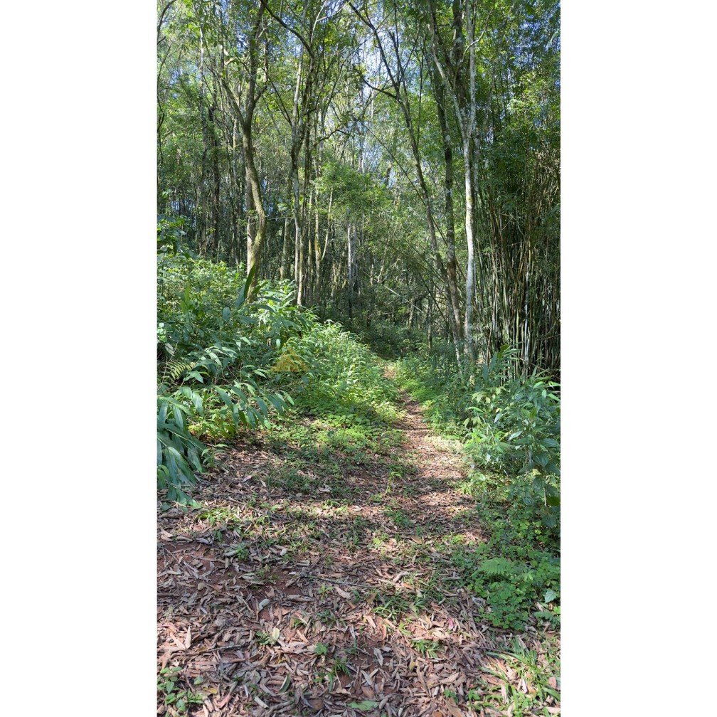 Sítio / Chácara para Venda no bairro São Jacó em Nova Petrópolis