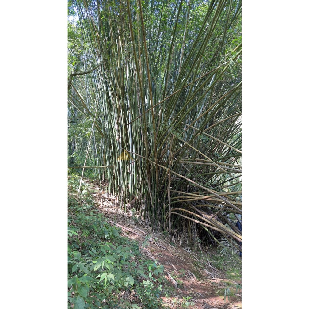 Sítio / Chácara para Venda no bairro São Jacó em Nova Petrópolis