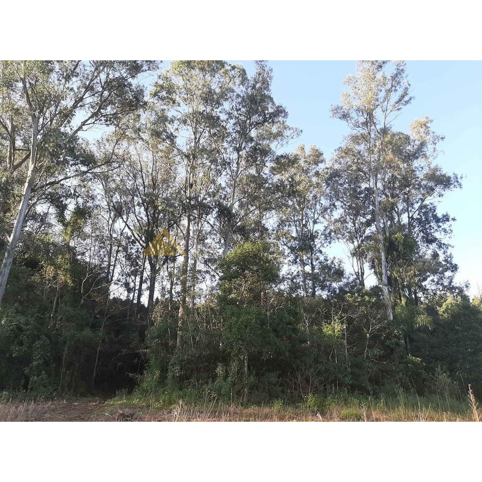 Sítio / Chácara para Venda no bairro Zona Rural em São Francisco de Paula