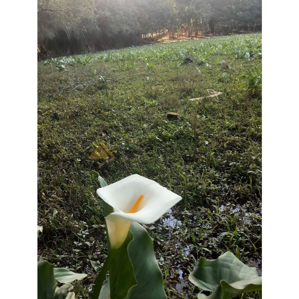 Sítio / Chácara para Venda no bairro Zona Rural em São Francisco de Paula