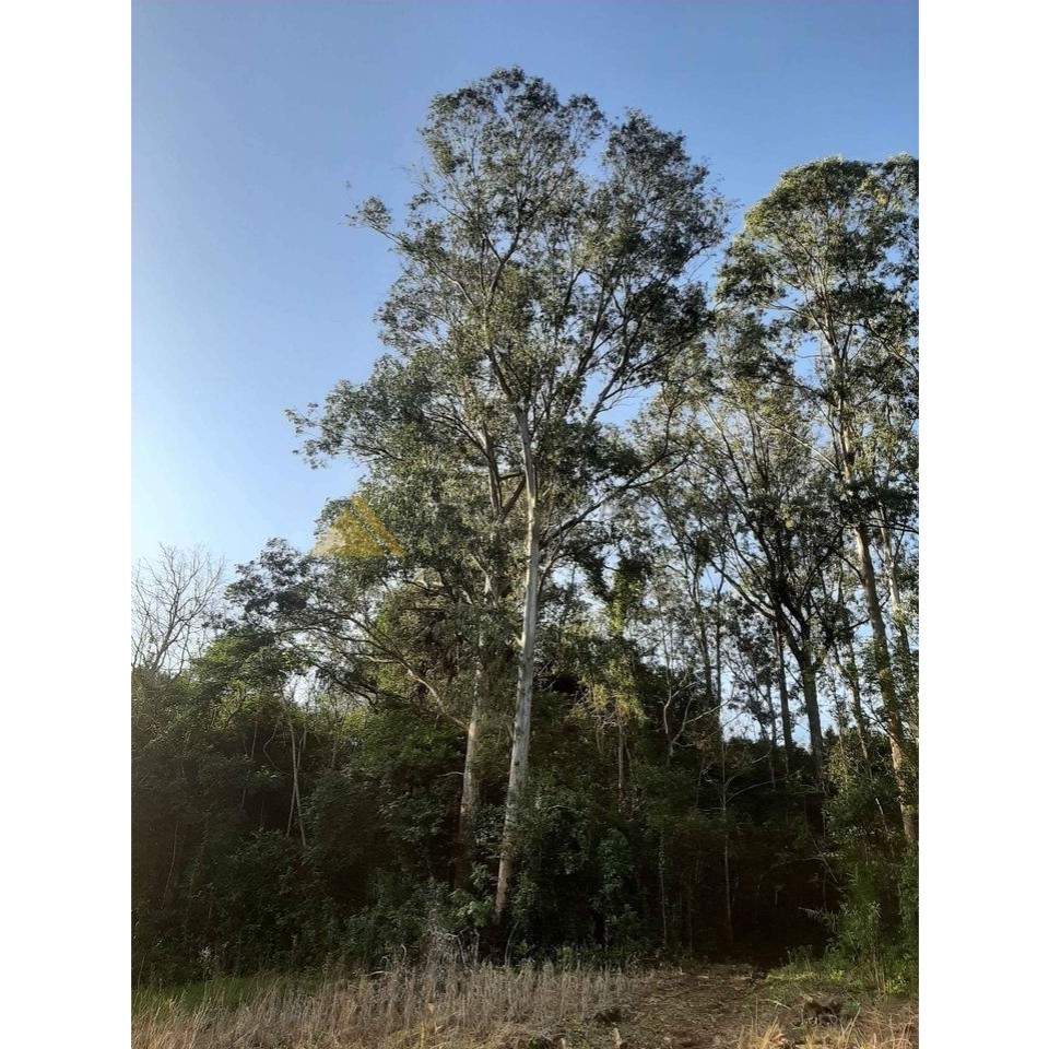 Sítio / Chácara para Venda no bairro Zona Rural em São Francisco de Paula