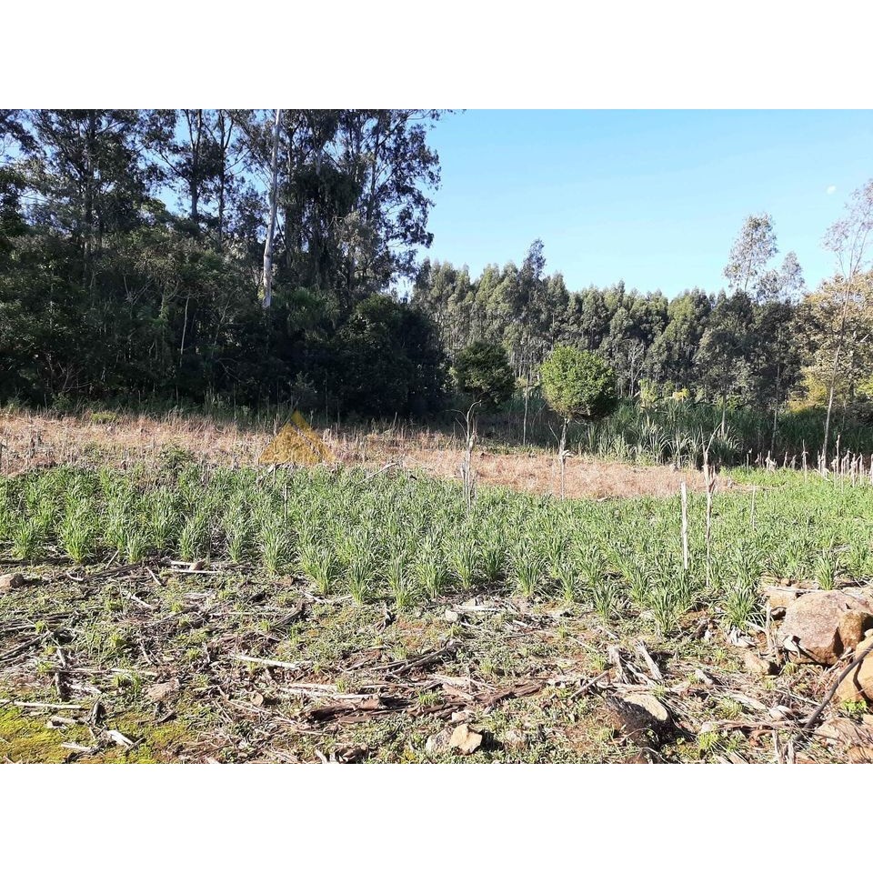 Sítio / Chácara para Venda no bairro Zona Rural em São Francisco de Paula