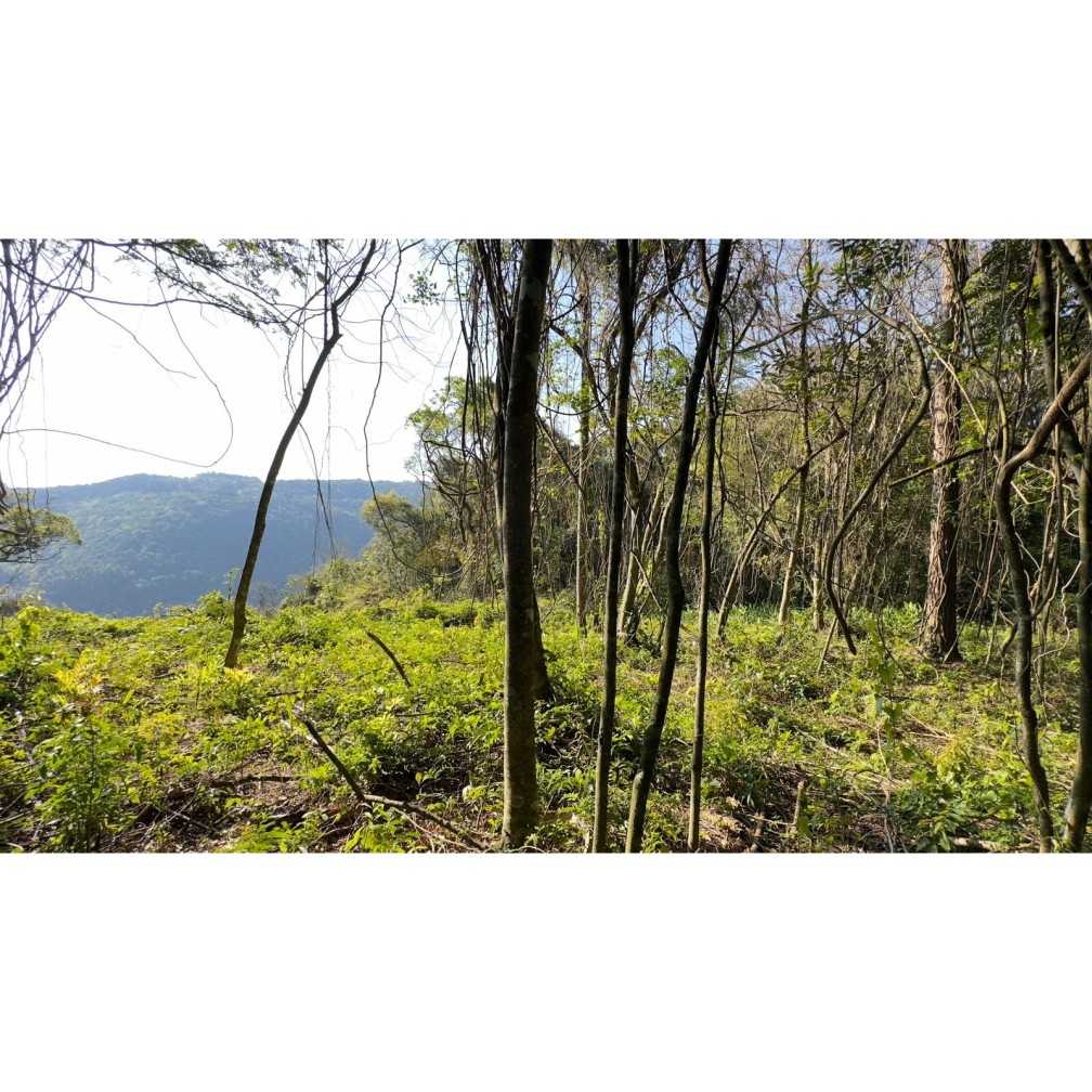 Sítio / Chácara para Venda no bairro Treze Colônias em Nova Petrópolis