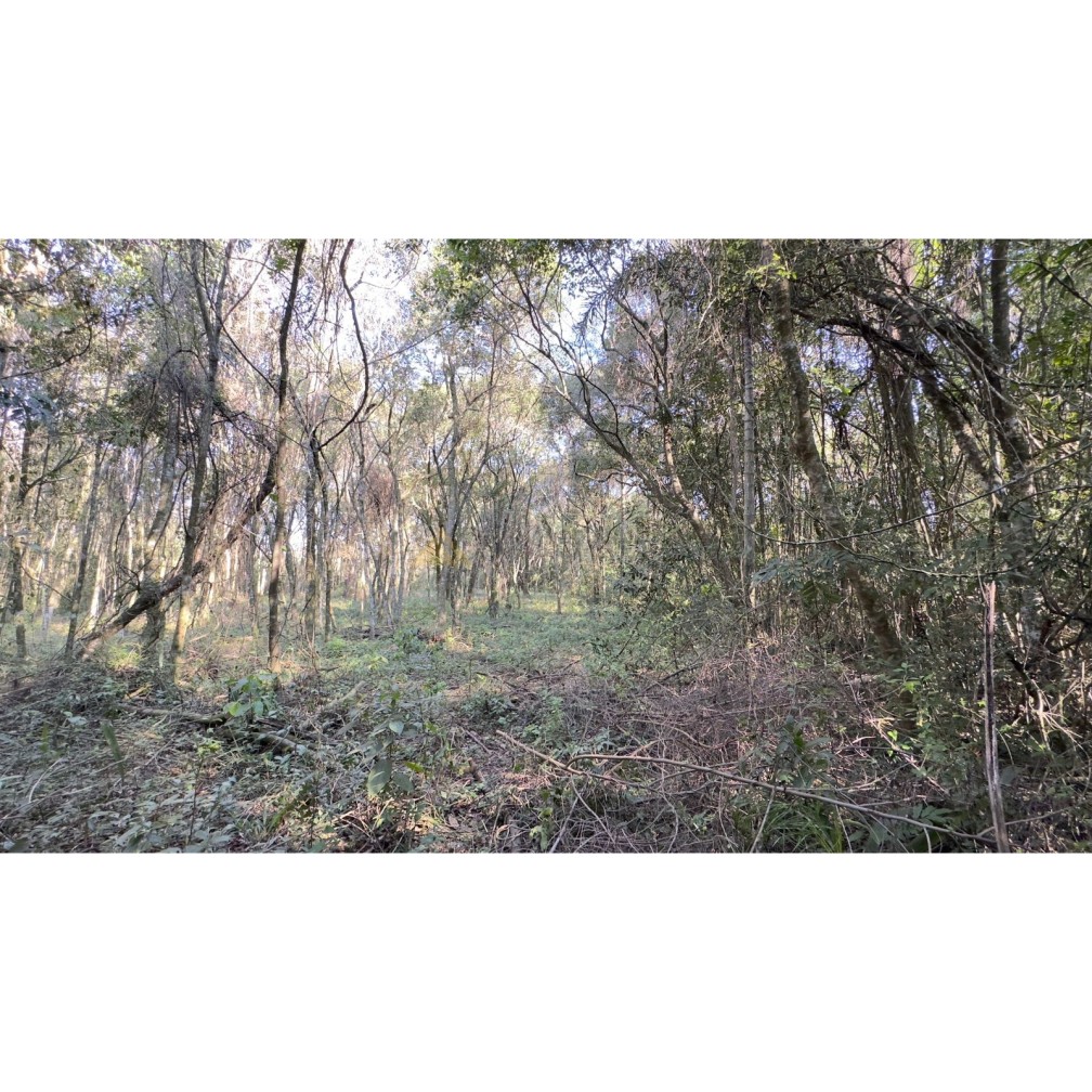 Sítio / Chácara para Venda no bairro Treze Colônias em Nova Petrópolis