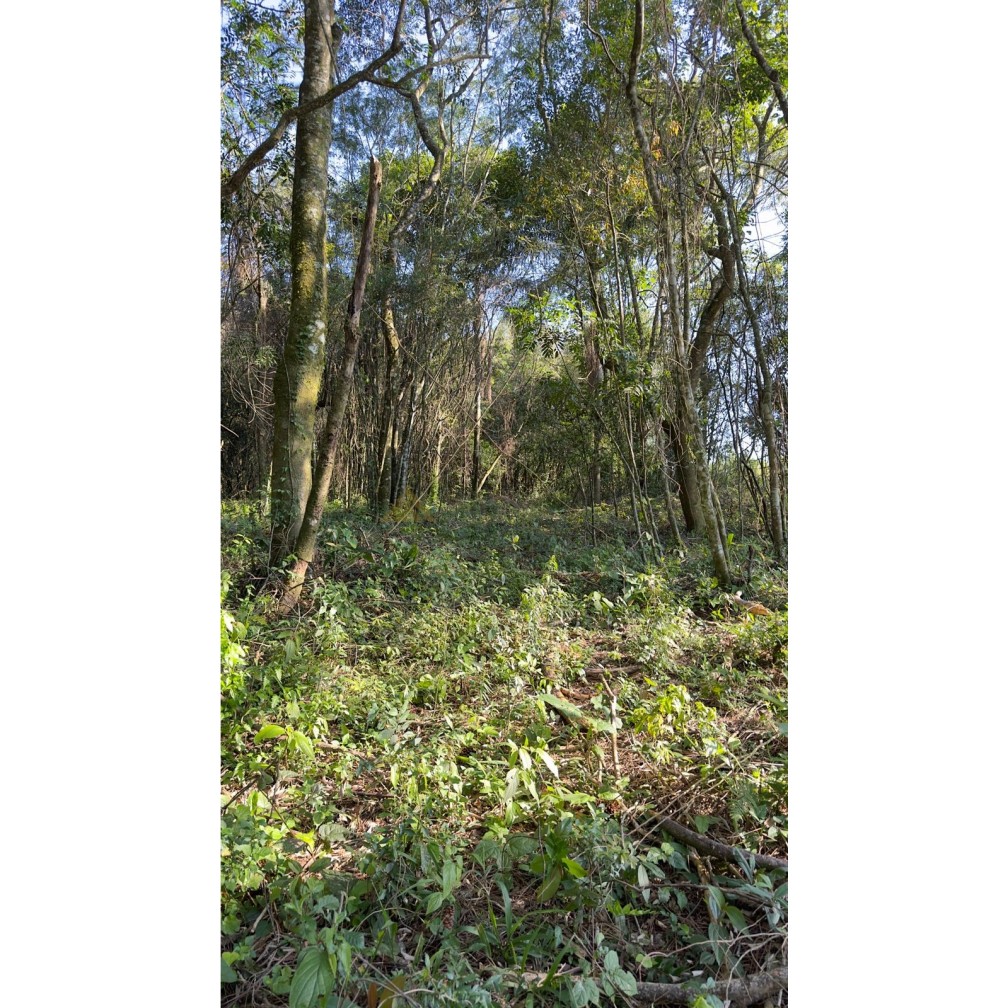 Sítio / Chácara para Venda no bairro Treze Colônias em Nova Petrópolis