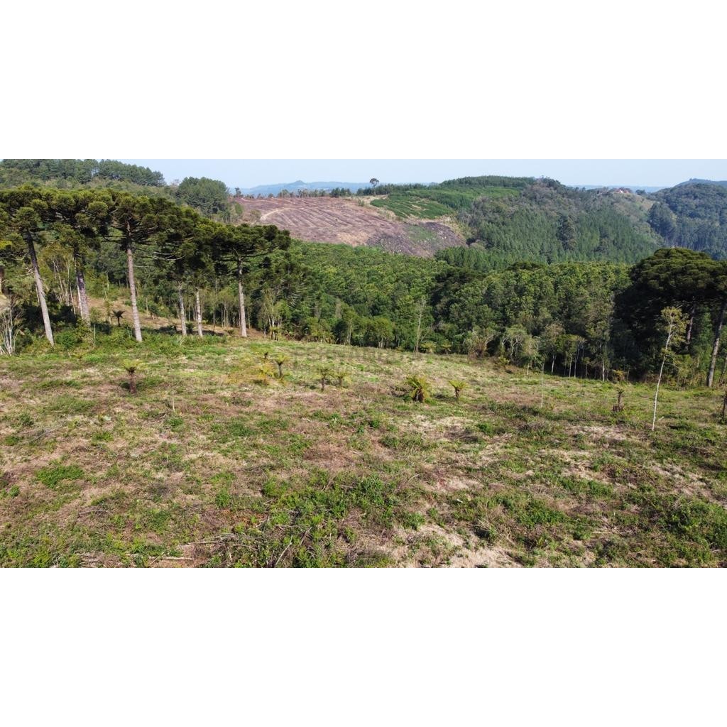 Sítio / Chácara para Venda no bairro Linha Tapera em Gramado