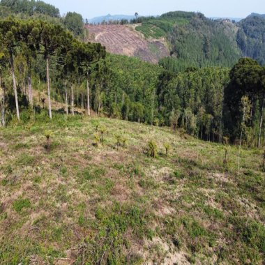 Sítio / Chácara para Venda no bairro Linha Tapera em Gramado