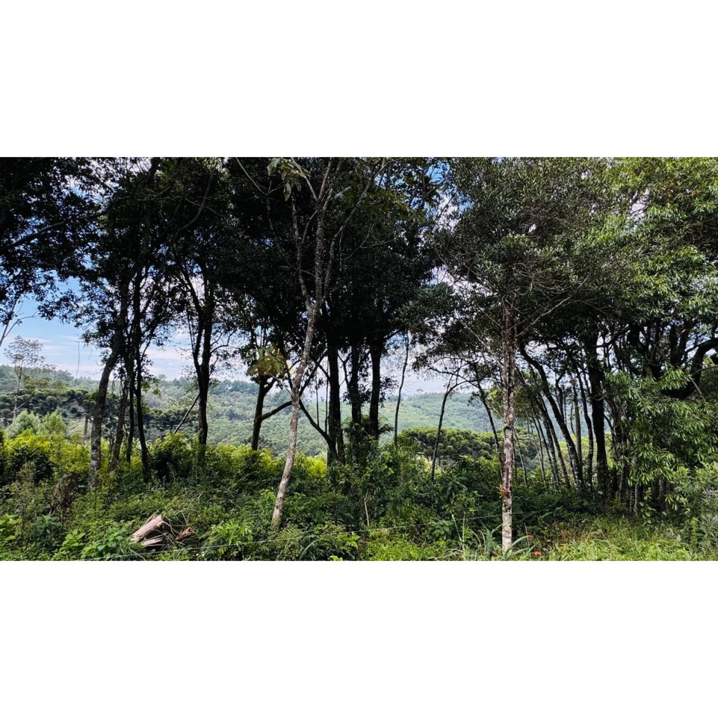 Sítio / Chácara para Venda no bairro Linha Tapera em Gramado