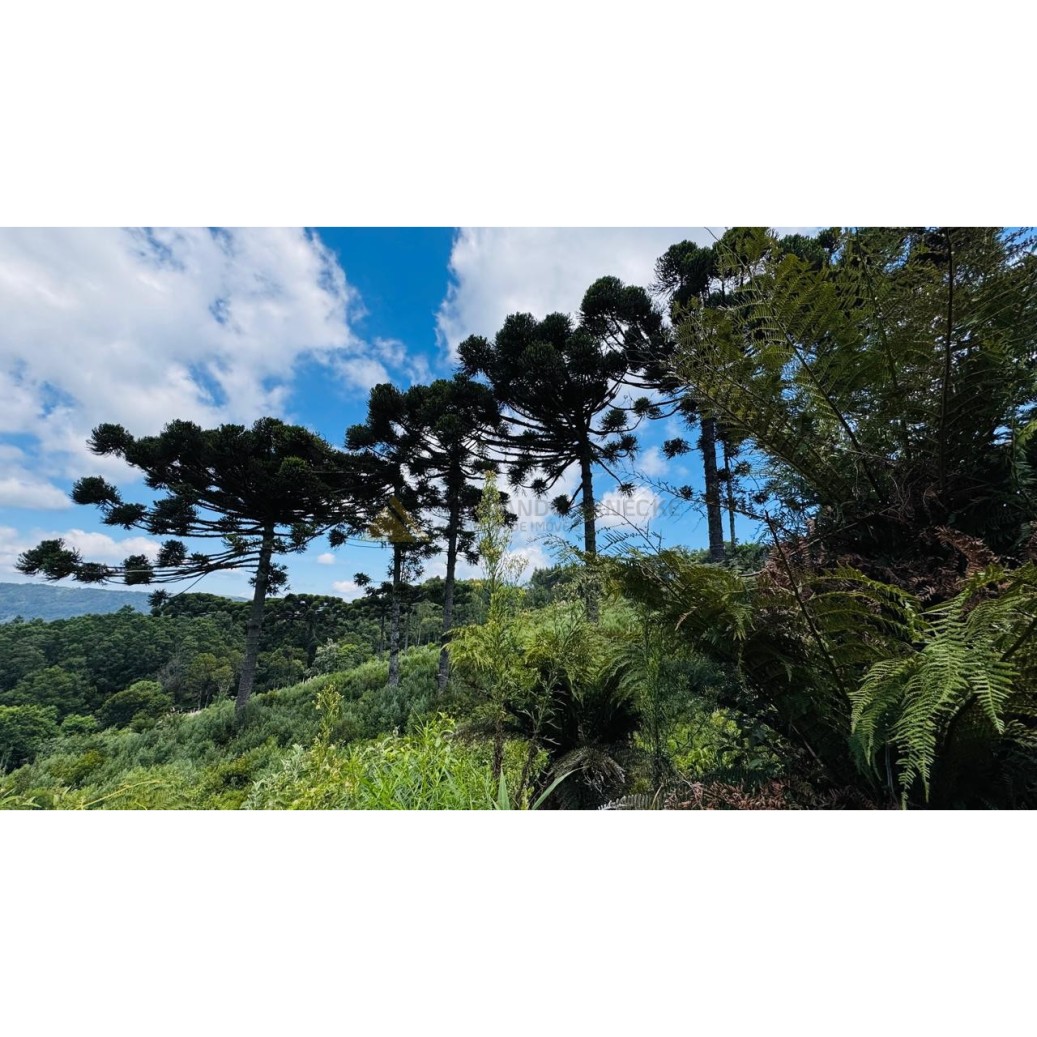 Sítio / Chácara para Venda no bairro Linha Tapera em Gramado