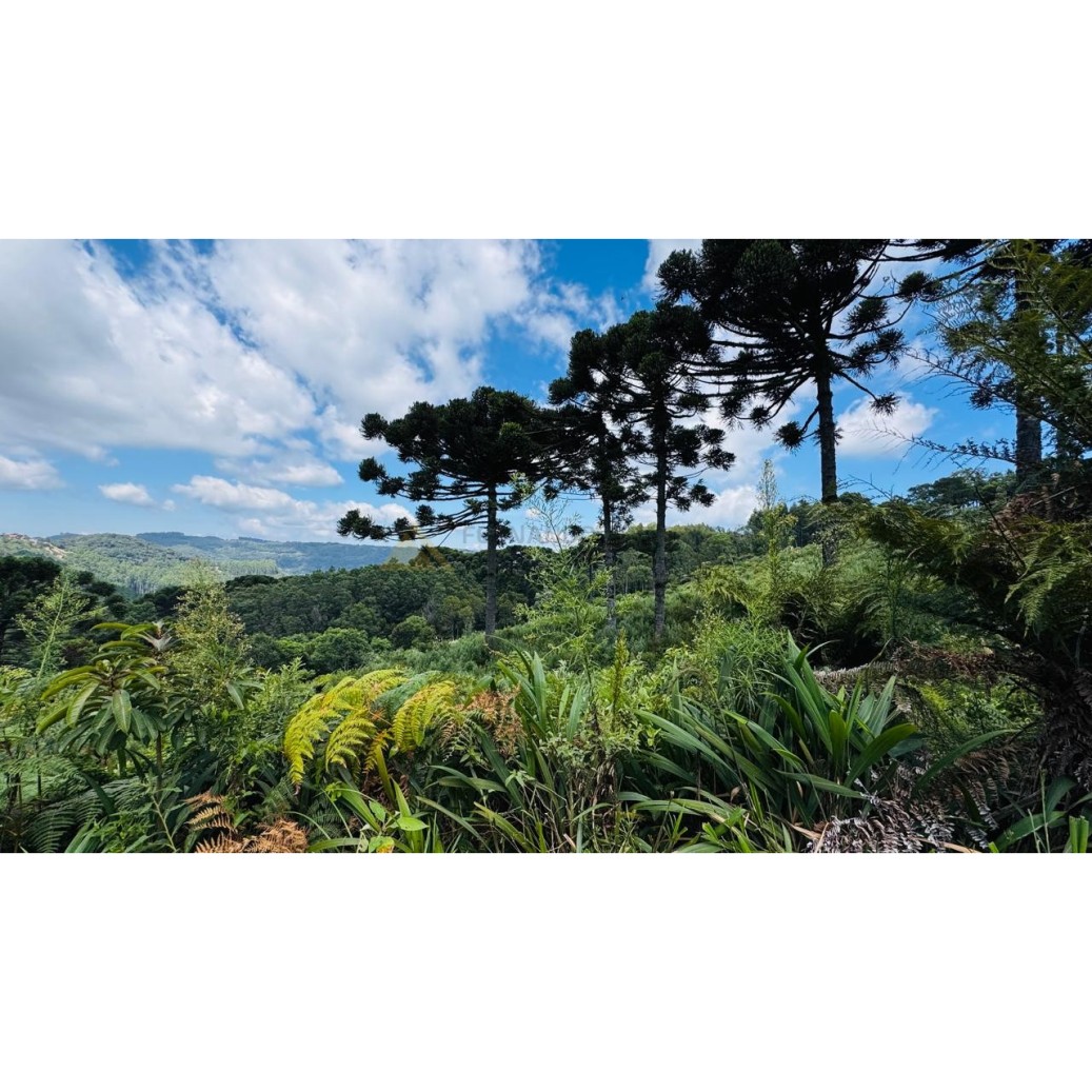 Sítio / Chácara para Venda no bairro Linha Tapera em Gramado