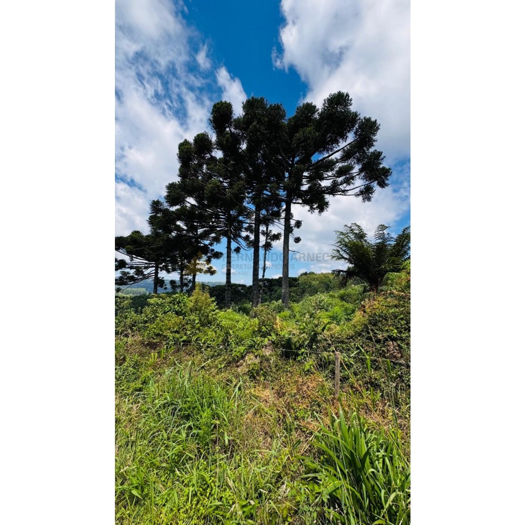 Sítio / Chácara para Venda no bairro Linha Tapera em Gramado