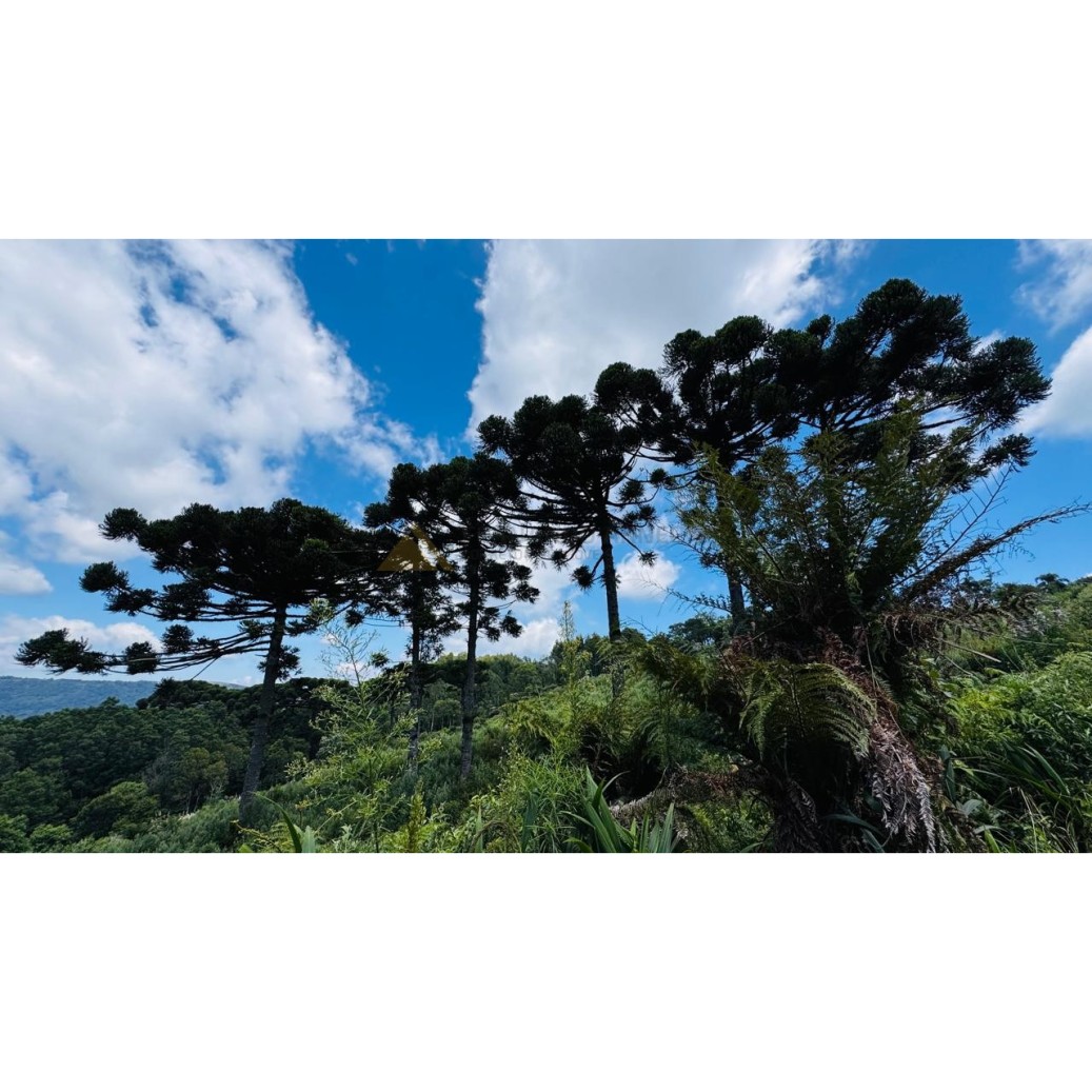 Sítio / Chácara para Venda no bairro Linha Tapera em Gramado