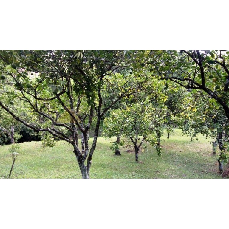 Sítio / Chácara 8 quartos para Venda no bairro Centro em Presidente Lucena