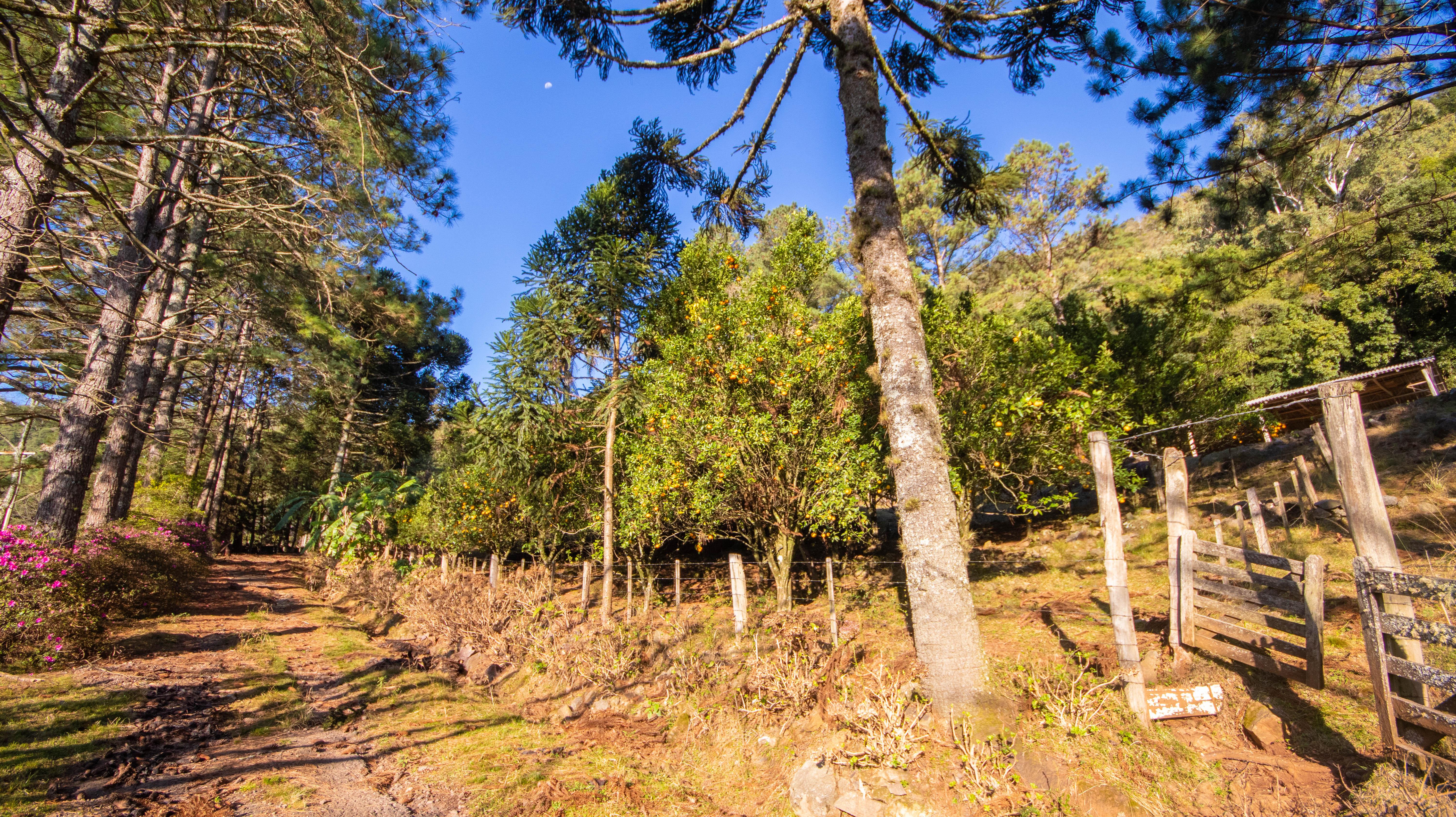 Sítio / Chácara 3 quartos para Venda no bairro Centro em Morro Reuter