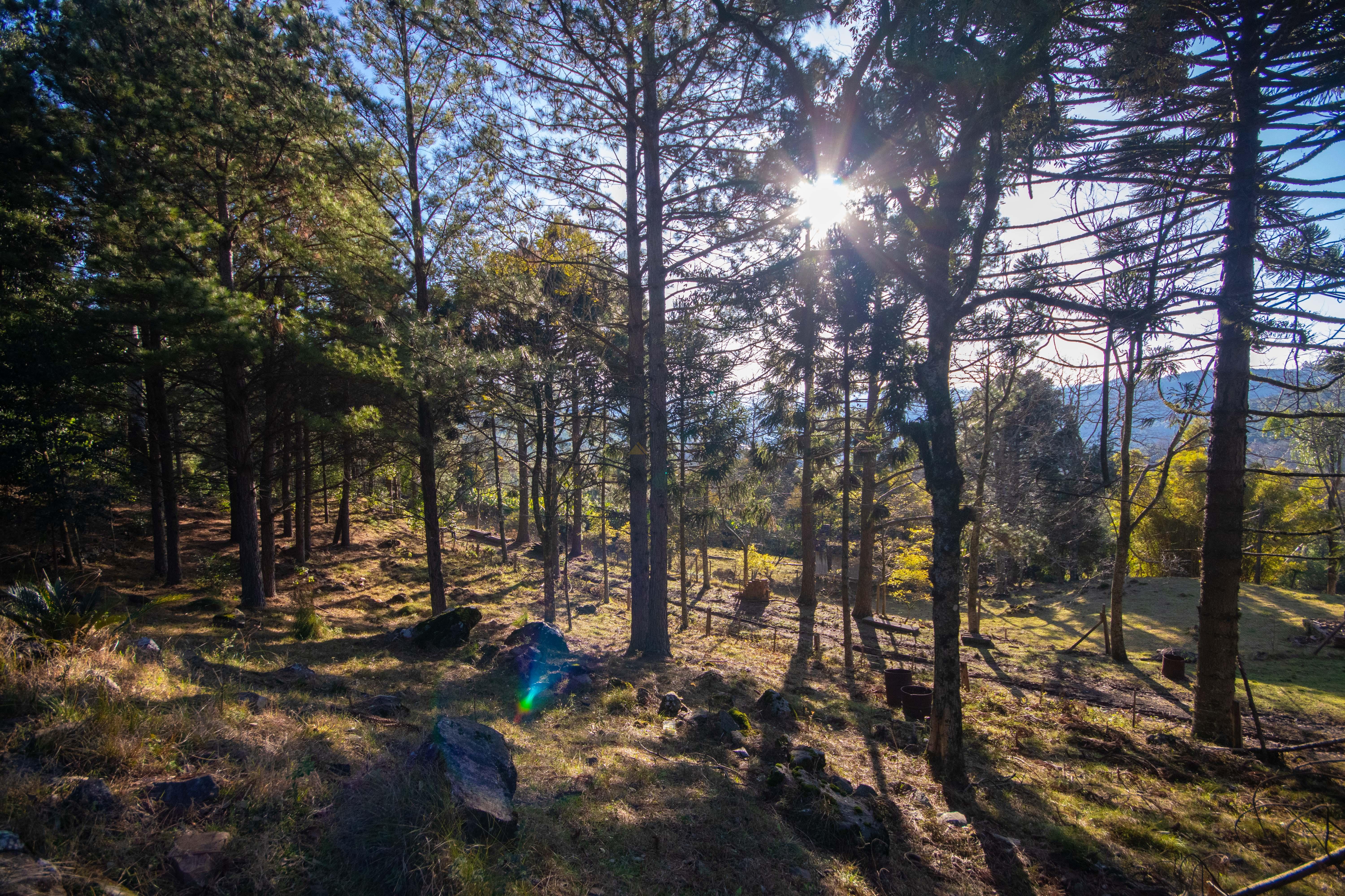 Sítio / Chácara 3 quartos para Venda no bairro Centro em Morro Reuter