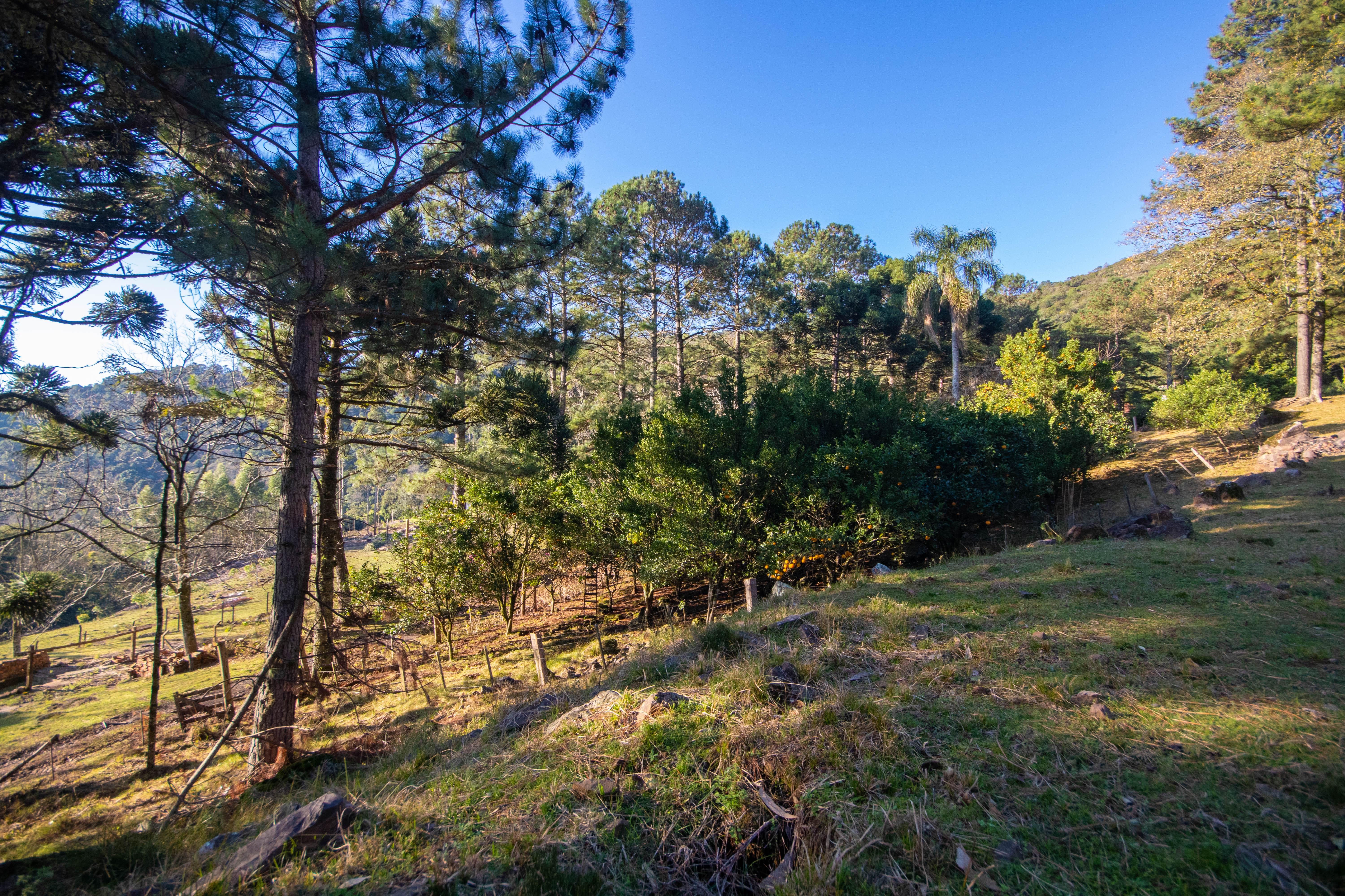 Sítio / Chácara 3 quartos para Venda no bairro Centro em Morro Reuter