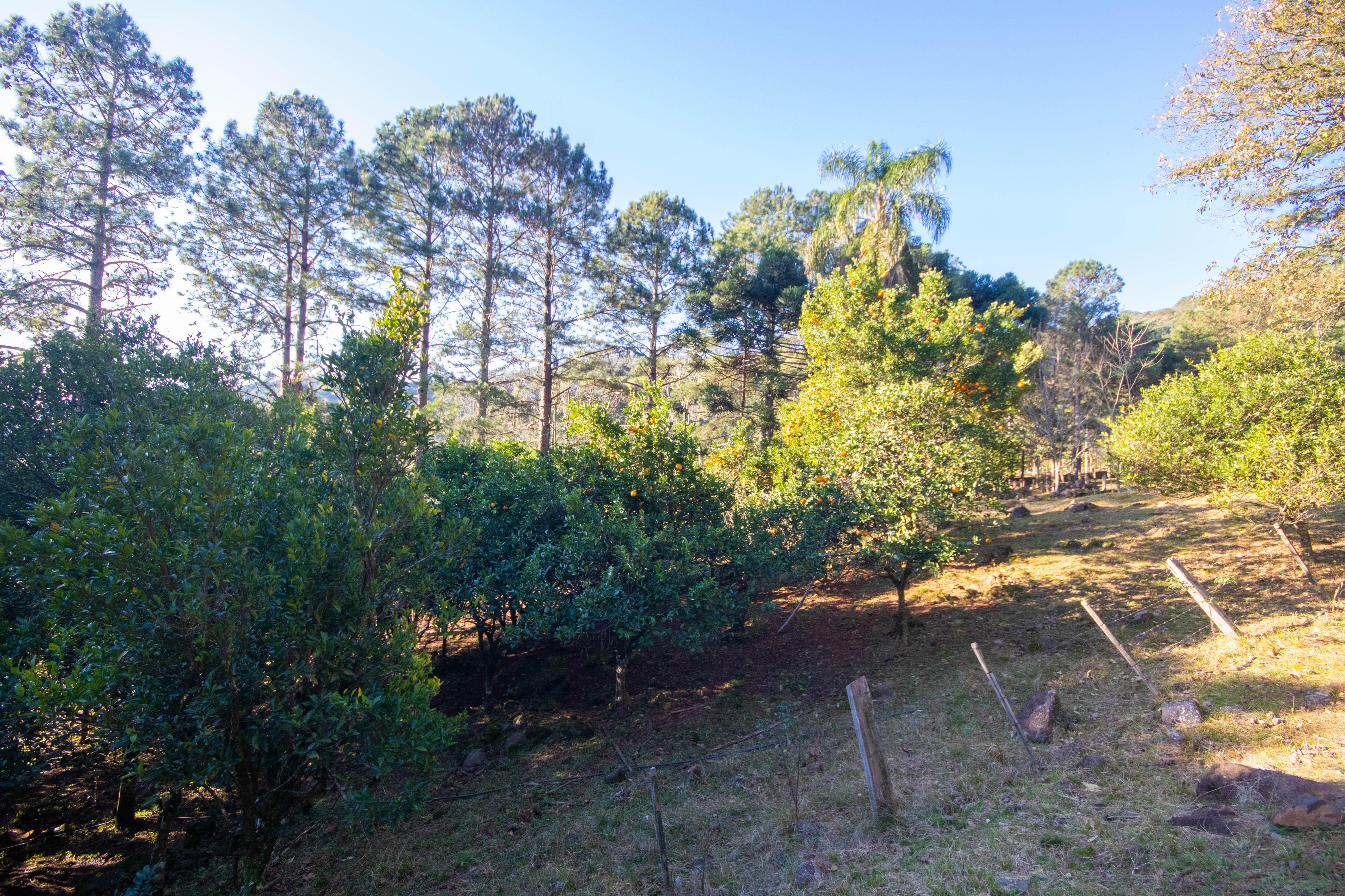 Sítio / Chácara 3 quartos para Venda no bairro Centro em Morro Reuter