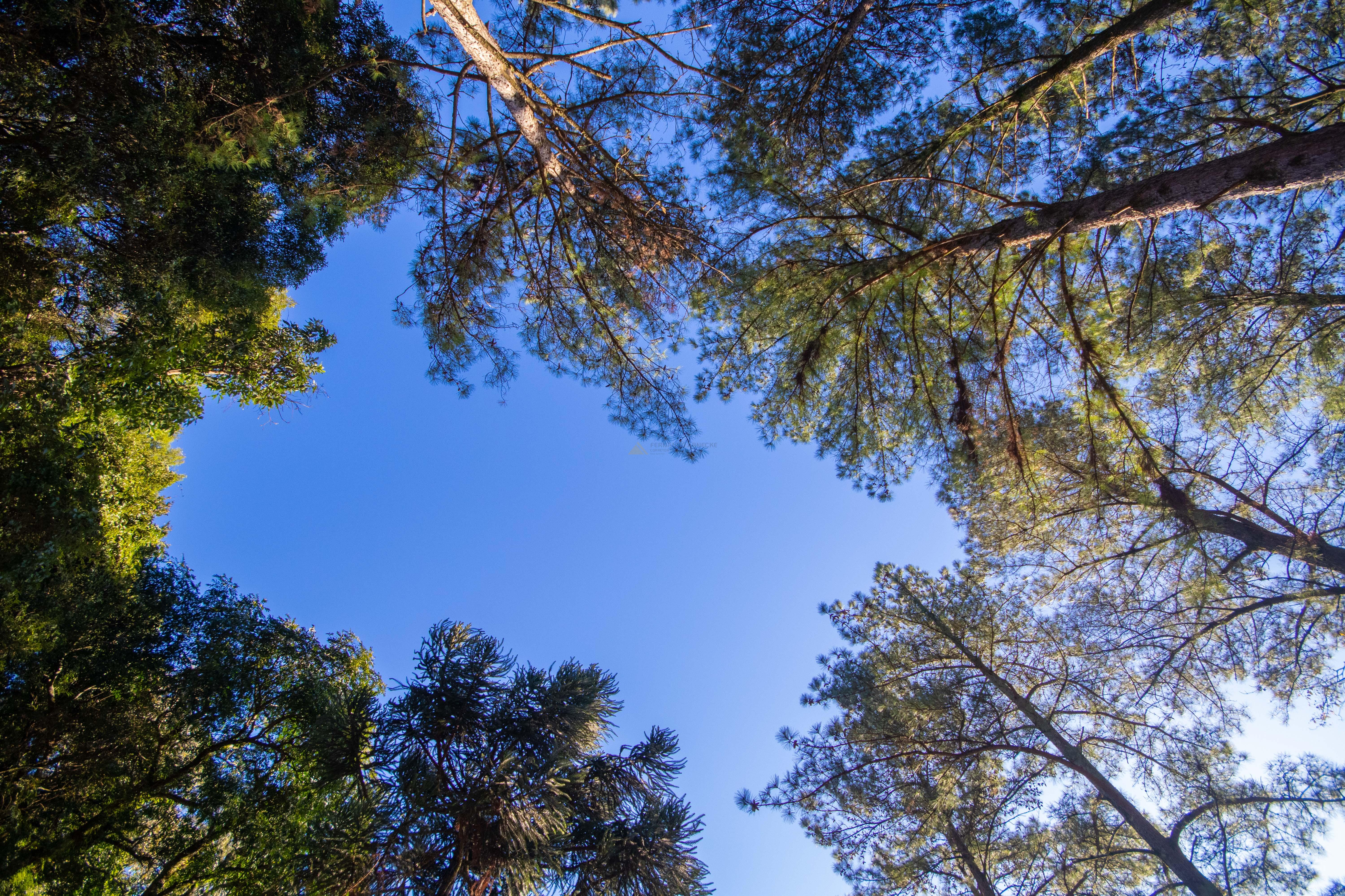 Sítio / Chácara 3 quartos para Venda no bairro Centro em Morro Reuter
