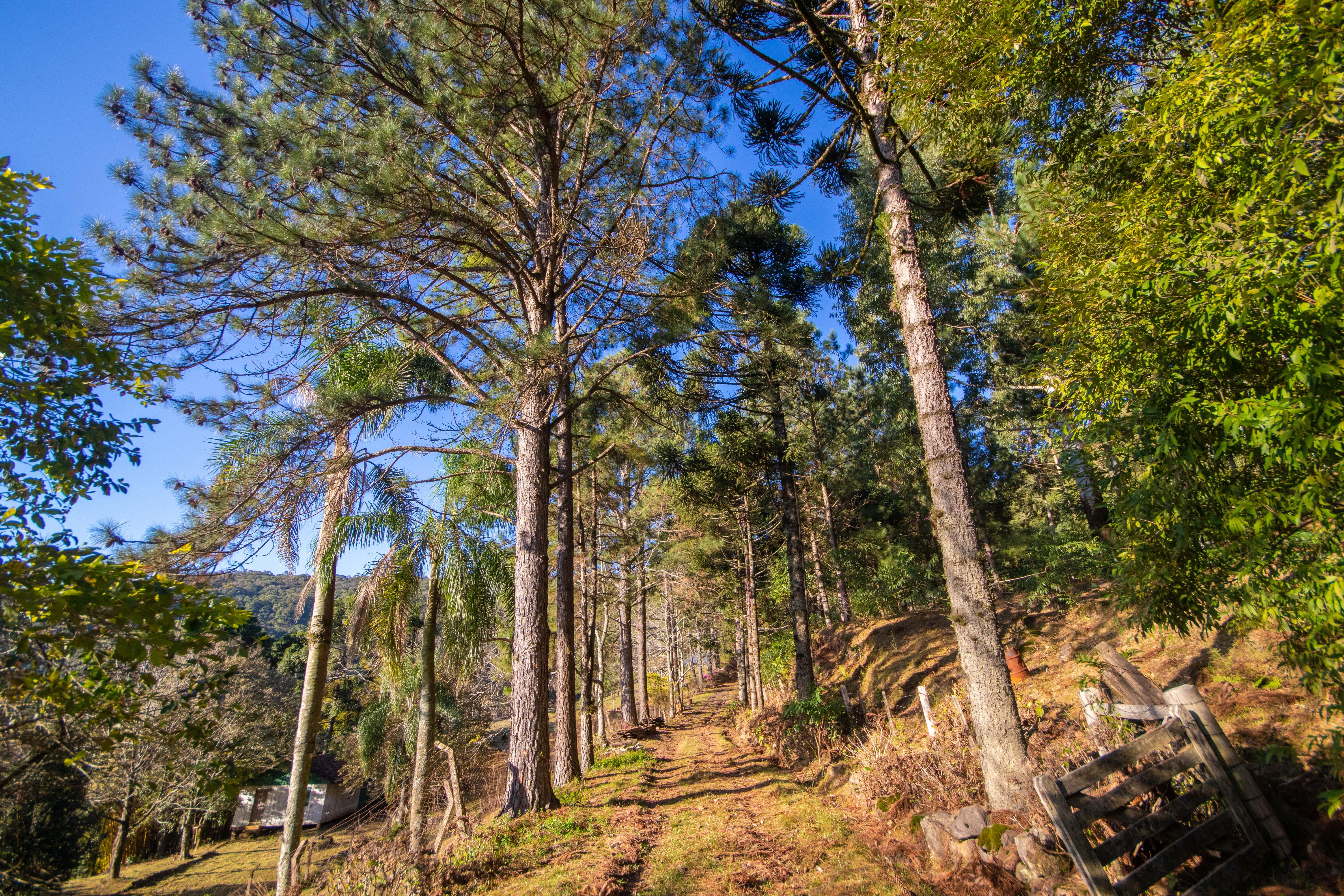 Sítio / Chácara 3 quartos para Venda no bairro Centro em Morro Reuter