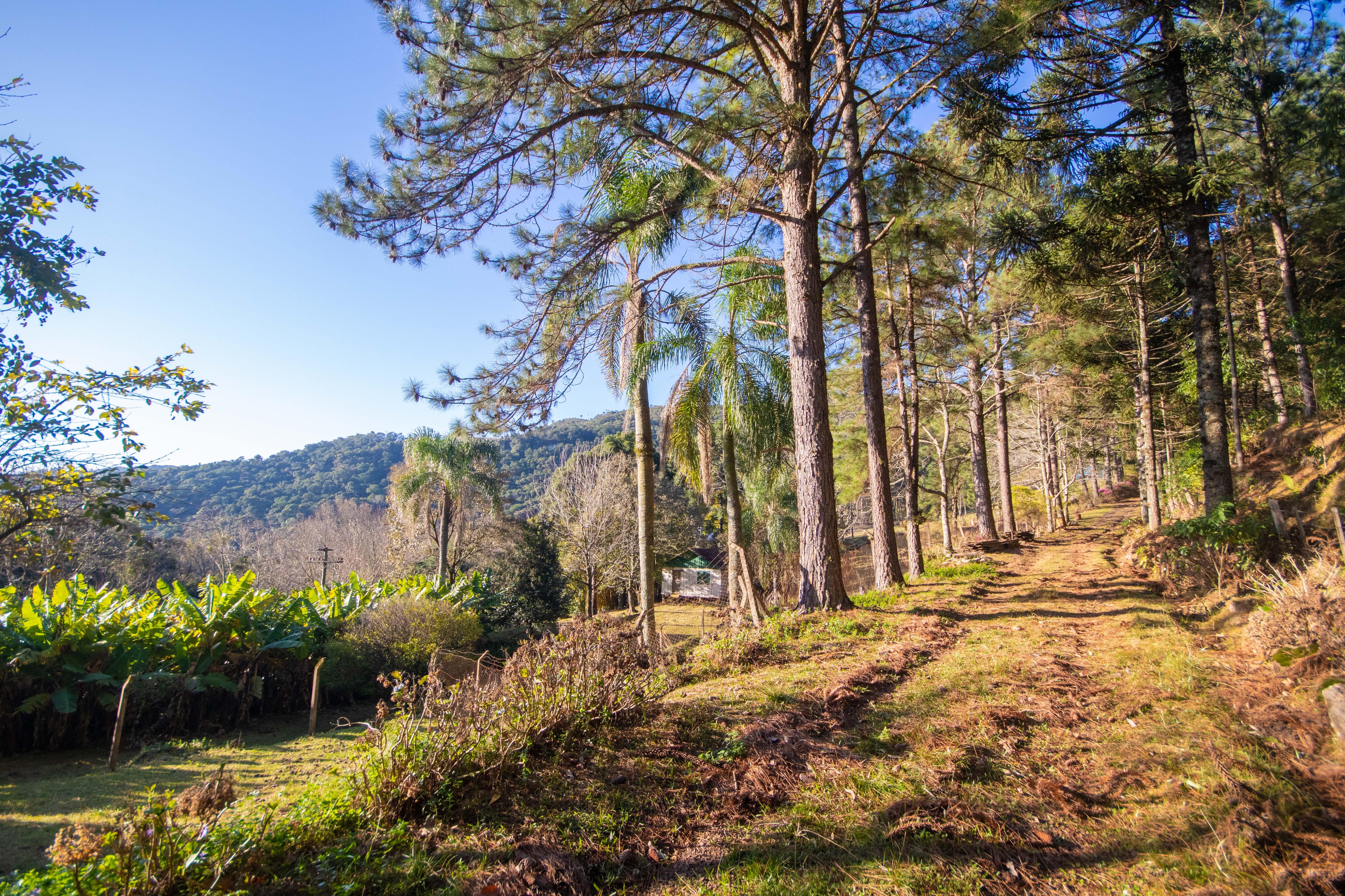 Sítio / Chácara 3 quartos para Venda no bairro Centro em Morro Reuter