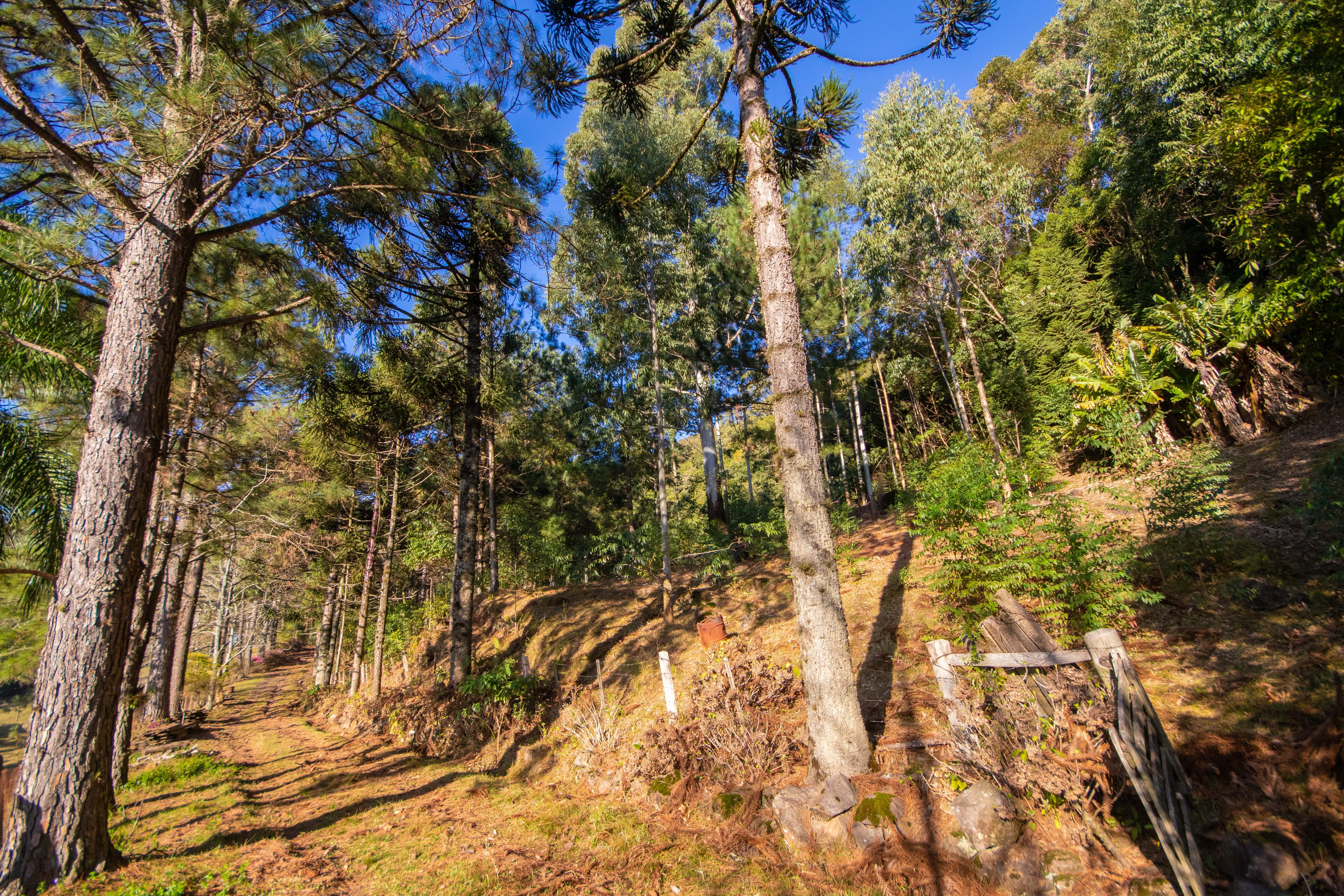 Sítio / Chácara 3 quartos para Venda no bairro Centro em Morro Reuter