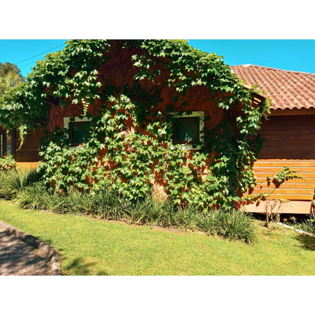 Sítio / Chácara para Venda no bairro Zona Rural em Canela