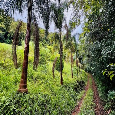 Sítio / Chácara para Venda no bairro Serra Grande em Igrejinha Sítio / Chácara para Venda no bairro Serra Grande em Igrejinha