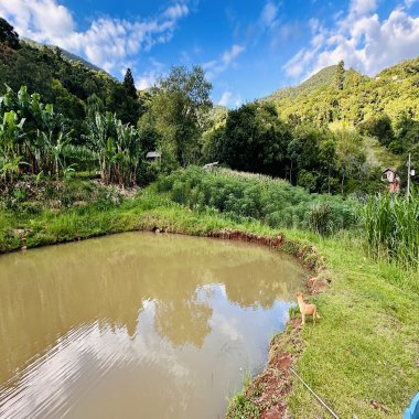 Sítio com Riacho em Solitária Baixa na Cidade de Igrejinha/RS