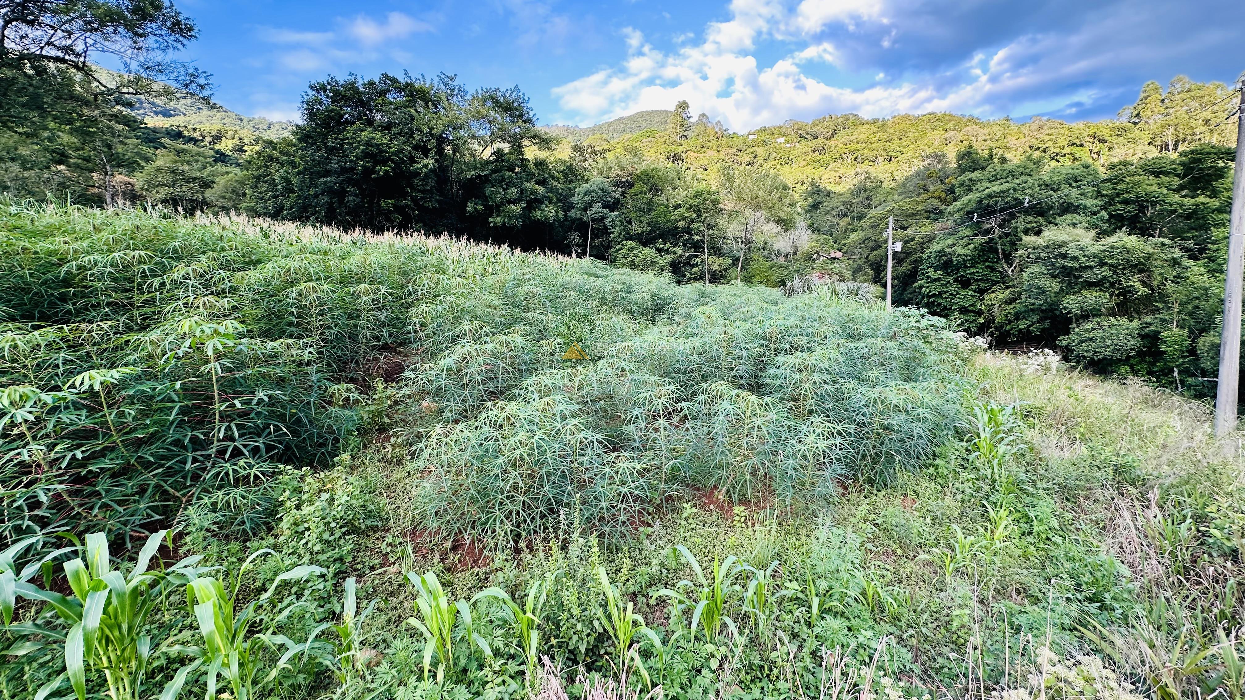 Sítio com Riacho em Solitária Baixa na Cidade de Igrejinha/RS