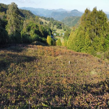 Sítio / Chácara para Venda no bairro Nova Aurora em Igrejinha